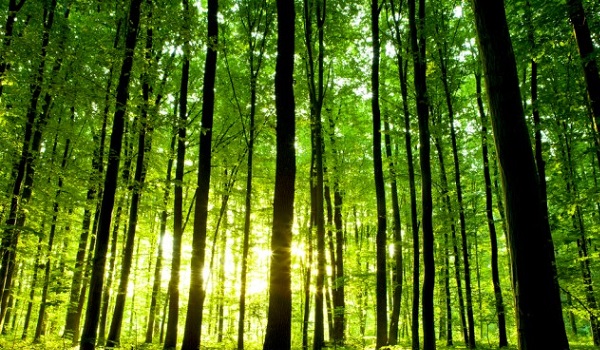 Project to promote commercial forestry launched