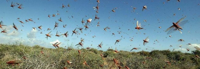 Punjab injects PKR 1bn in anti-locust operation to save crops